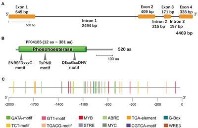 Characterization of the Glehnia littoralis Non-specific Phospholipase C Gene GlNPC3 and Its Involvement in the Salt Stress Response